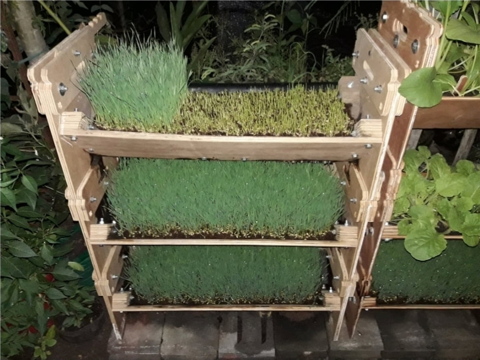Wheatgrass
