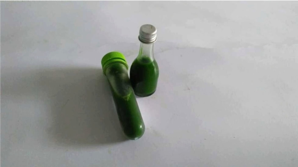 Wheatgrass yield
